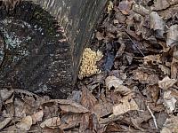 2024.10.12. Báránypirosító tanösvényen (26)