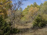 2024.10.12. Báránypirosító tanösvényen (35)