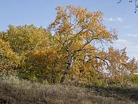 2024.10.12. Báránypirosító tanösvényen (40)